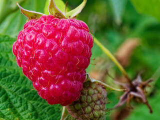 An image depicting the ripening process of raspberries, surrounded by vibrant green leaves; ideal...