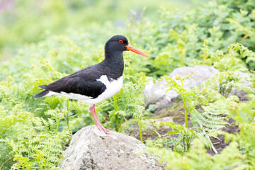 Oystercatcher (haematopus ostralegus) standing on a rock surrounded by vegetation.