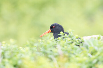The head of an Oystercatcher (haematopus ostralegus) peeks out above the surrounding vegetation.