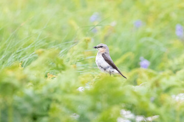 Fototapeta premium Beautiful Wheatear (oenanthe oenanthe) stands amongst the greenery and wildflowers on Skomer Island, Wales