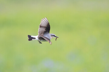 Beautiful Wheatear (oenanthe oenanthe) flying with food in its beak. 