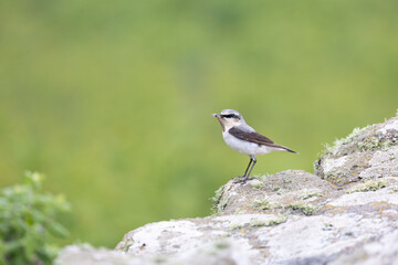 Wheatear (oenanthe oenanthe) with food in its beak and a natural, green background. With copy space for text.