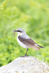 Close up of a Wheatear (oenanthe oenanthe) standing on stones, with a natural, green background in late Spring / early Summer.