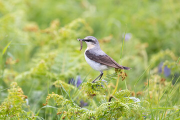 Wheatear (oenanthe oenanthe  with food in its beak, perches on a plant, surrounded by greenery and wildflowers on Skomer island in Spring