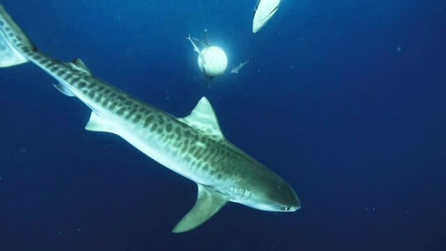 Tiger Shark passing by in the water - Underwater shot with natural sunlight and blue clear water 