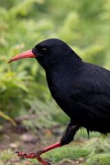 Head shot of a Red-billed Chough (Pyrrhocorax pyrrhocorax) with a natural, green background.