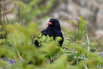 A glossy black, Red-billed Chough (Pyrrhocorax pyrrhocorax) stands amongst vegetation on Skomer Island, Wales