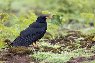 A glossy black, Red-billed Chough (Pyrrhocorax pyrrhocorax) standing amongst vegetation on Skomer Island, Wales.