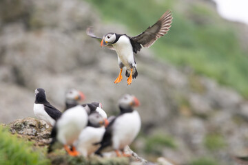 Atlantic puffin (fratercula arctica) coming on to land next to a group of puffins on some rocks. 