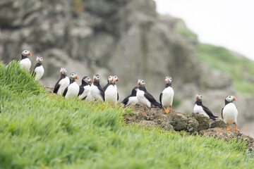 A group of Atlantic puffins (fratercula arctica) standing on rocks with cliffs in the background. Skomer island, Wales