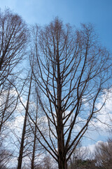 Tree Branch against blue sky in winter at Seoul Forest, South Korea