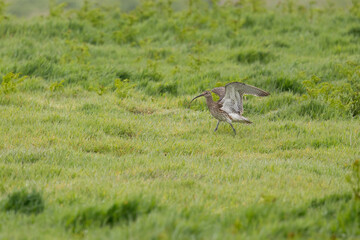 Curlew (Numenius arquata) with wings spread amongst the long grass. Skomer Island, Wales
