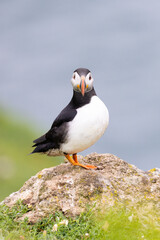 Atlantic puffin (fratercula arctica) standing on a rock  with the sea in the background