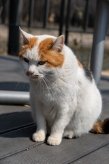 Chubby cat sitting on the floor, Seoul Forest in South Korea