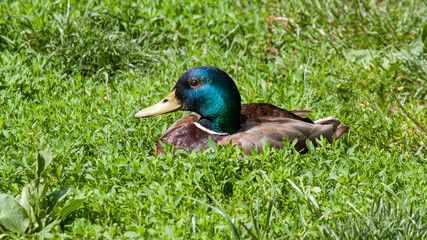 duck on the grass