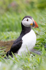 Handsome Atlantic puffin (fratercula arctica) standing in the grass on Skomer Island, Wales