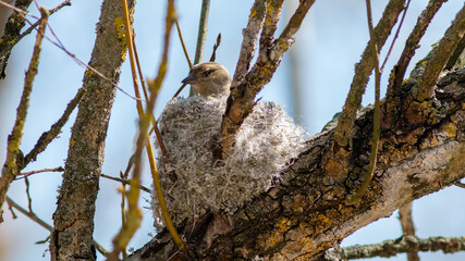 owl on a branch