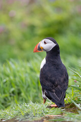 Back view of an Atlantic puffin (fratercula arctica) looking to the left.