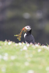 Fototapeta premium Atlantic puffin (fratercula arctica) with greenery in its beak, amongst the wildflowers.