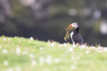 Cliff top puffin (fratercula arctica) with greenery in its beak. Surrounded by wildflowers on Skomer Island, Wales.