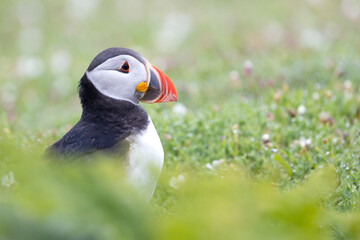 Head shot of a puffin (fratercula arctica) surrounded by wildflowers on Skomer Island, Wales.