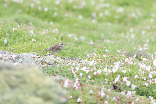A single Meadow pipit (anthus pratensis) on rocky ground, surrounded by wildflowers.