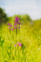  Lax-flowered Orchid, Loose-Flowered Orchid, Green-winged Meadow Orchid (Orchis laxiflora, Anacamptis laxiflora), inflorescence . Sardinia, Italy 
