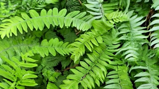 Green fern leaves in the forest. Polypodiopsida, close up. World environment day.