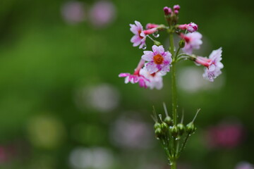 雨に濡れたクリンソウ