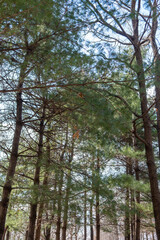 Tree Branch in winter at Seoul Forest, South Korea