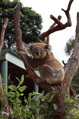 koala in tree