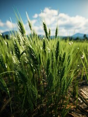 Obraz premium field of wheat