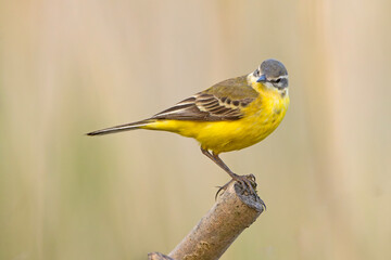 Pliszka żółta (Motacilla flava) © Grzegorz