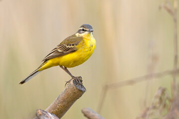 Pliszka żółta (Motacilla flava) © Grzegorz