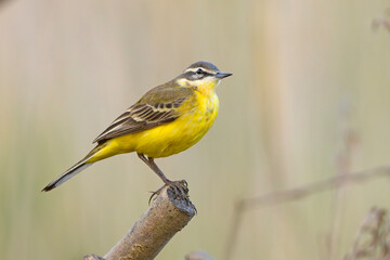 Pliszka żółta (Motacilla flava) © Grzegorz