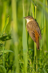 Rokitniczka (Acrocephalus schoenobaenus)
