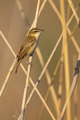 Rokitniczka (Acrocephalus schoenobaenus)