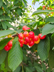 New yellow ripe cherries on branch