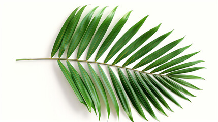 Fototapeta premium tropical palm leaf isolated on transparent background, leaf cut out 