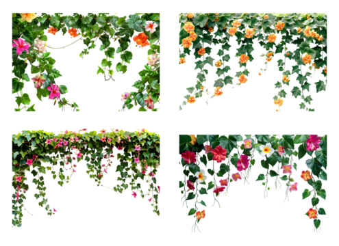 Tropical vines, with vibrant flowers on transparent background