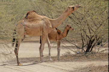 Dromedary