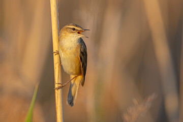 Rokitniczka (Acrocephalus schoenobaenus)