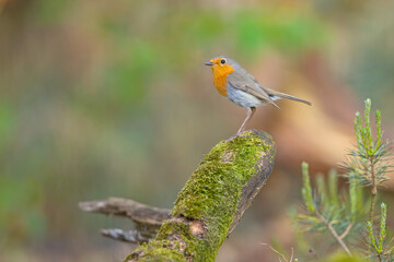 Rudzik (Erithacus rubecula) © Grzegorz