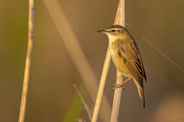 Rokitniczka (Acrocephalus schoenobaenus)
