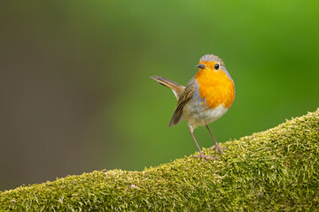 Rudzik (Erithacus rubecula) © Grzegorz