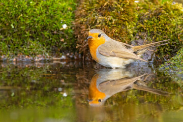 Rudzik (Erithacus rubecula)
