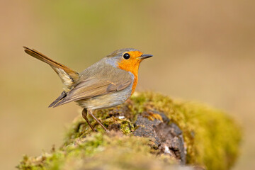 Rudzik (Erithacus rubecula) © Grzegorz