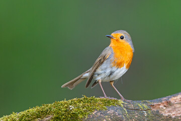Rudzik (Erithacus rubecula) © Grzegorz