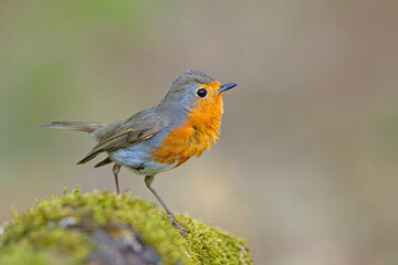 Rudzik (Erithacus rubecula) © Grzegorz
