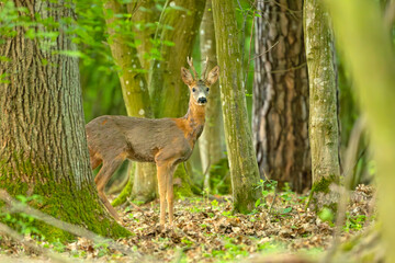 Sarna europejska (Capreolus capreolus)